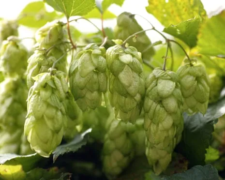 Create Your Own Beer Garden: Cultivating Hops Turns Out Simple and Rewarding